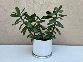 Flourishing 15" Jade Plant 💚 Positive Energy