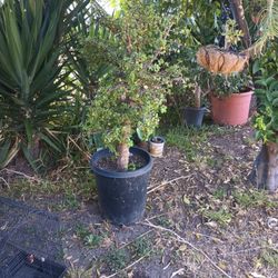 Elephant Tree Succulent Plant