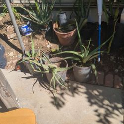 $5 Aloe Vera Plants