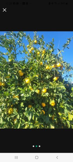 Lemons