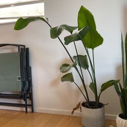 Birds Of paradise 8' Easy Indoor Plant