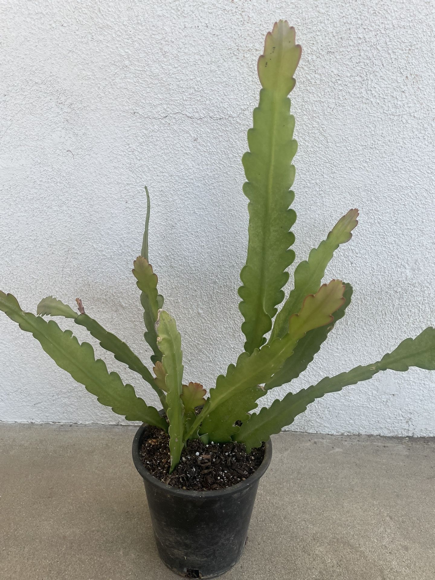Epiphyllum Orchid Cactus Plant ( Yellow Flower)