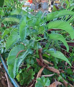 Planta mala madre
