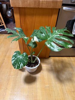 Variegated Monstera Deliciosa Live Plant
