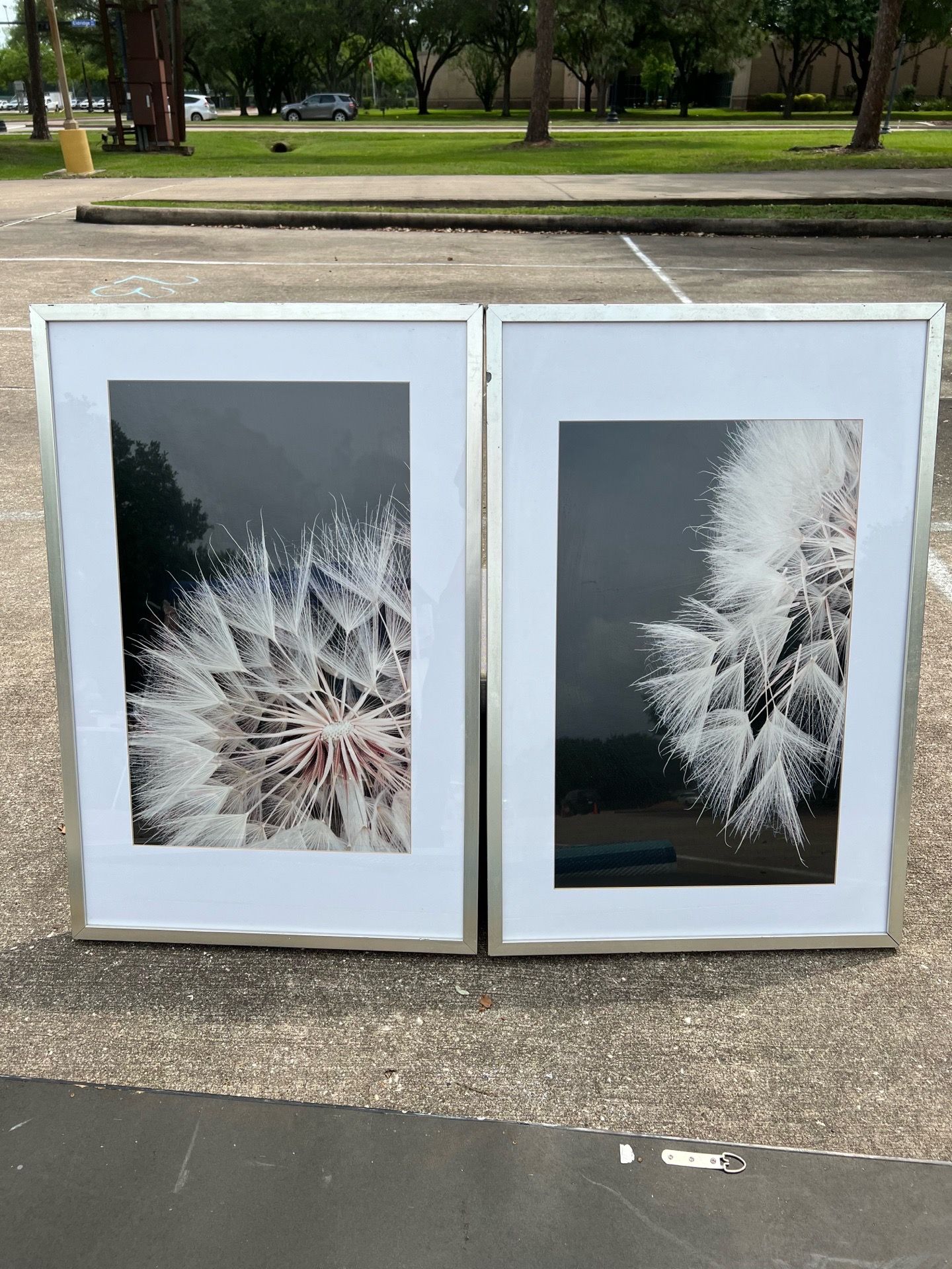 Beautiful set of two modern framed wall art- close-up dandelion/floral decor