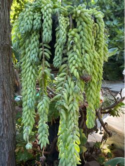 Donkey  tails Succulent