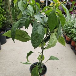 Jalapeño Pepper ARRIVE, BEAUTIFUL AND HEALTHY. $10 EACH