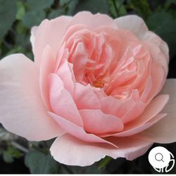 Alnwick Rose Plant in 1-gallon pot. Pick Up in Millbrae. Own Root Plant. 