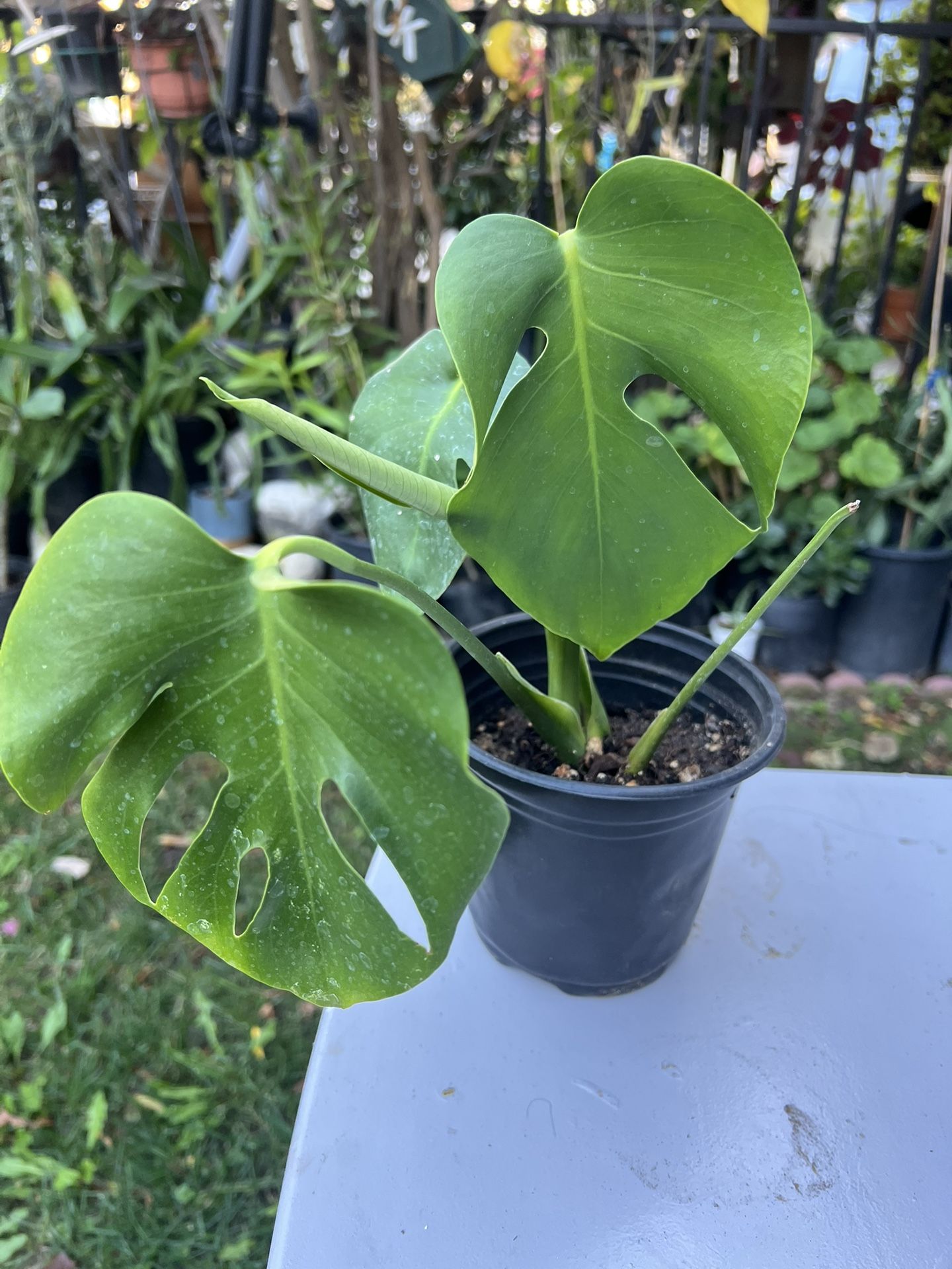 Monstera Plant 