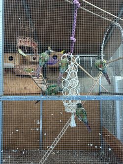 Cage for sale cheap !