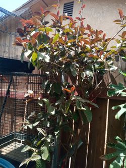 Red Guava Tree