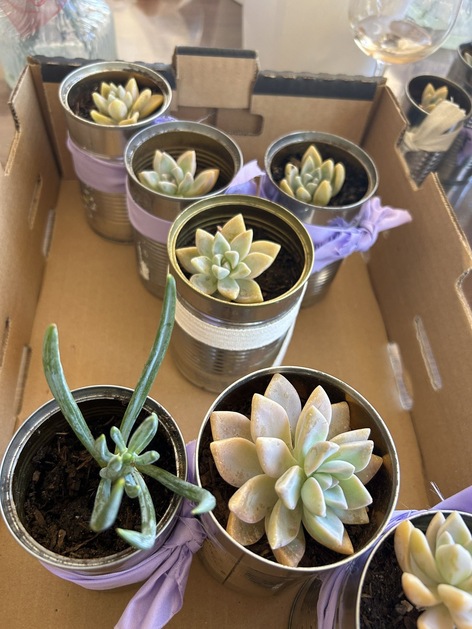 Succulents $1 Each