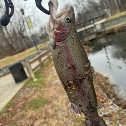 Looking To Trade Some Rods And Gear For Fly Fishing Gear. 