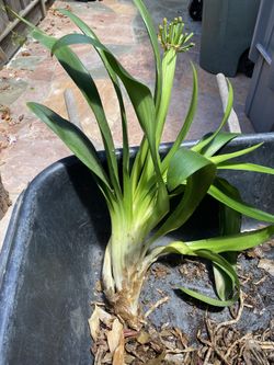 Clivia Plants- Divided