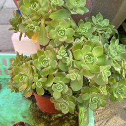 Succulent Plants 6” Pot 