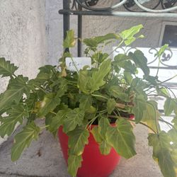 Philodendron In large Pots $10 Each 