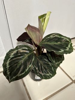 Calathea Medallion