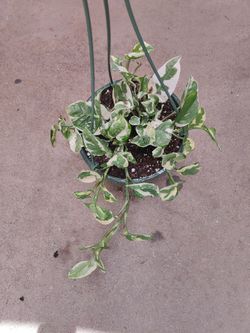 N'joy Pothos