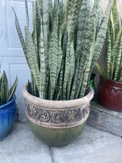 Snake Plant