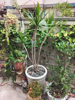Sculptural 4-Stem Dragon Tree (Dracaena marginata) in Premium Glazed Ceramic Planter