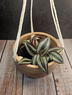 Tradescantia (Inch Plant) Hanging Planter with Sun Catcher