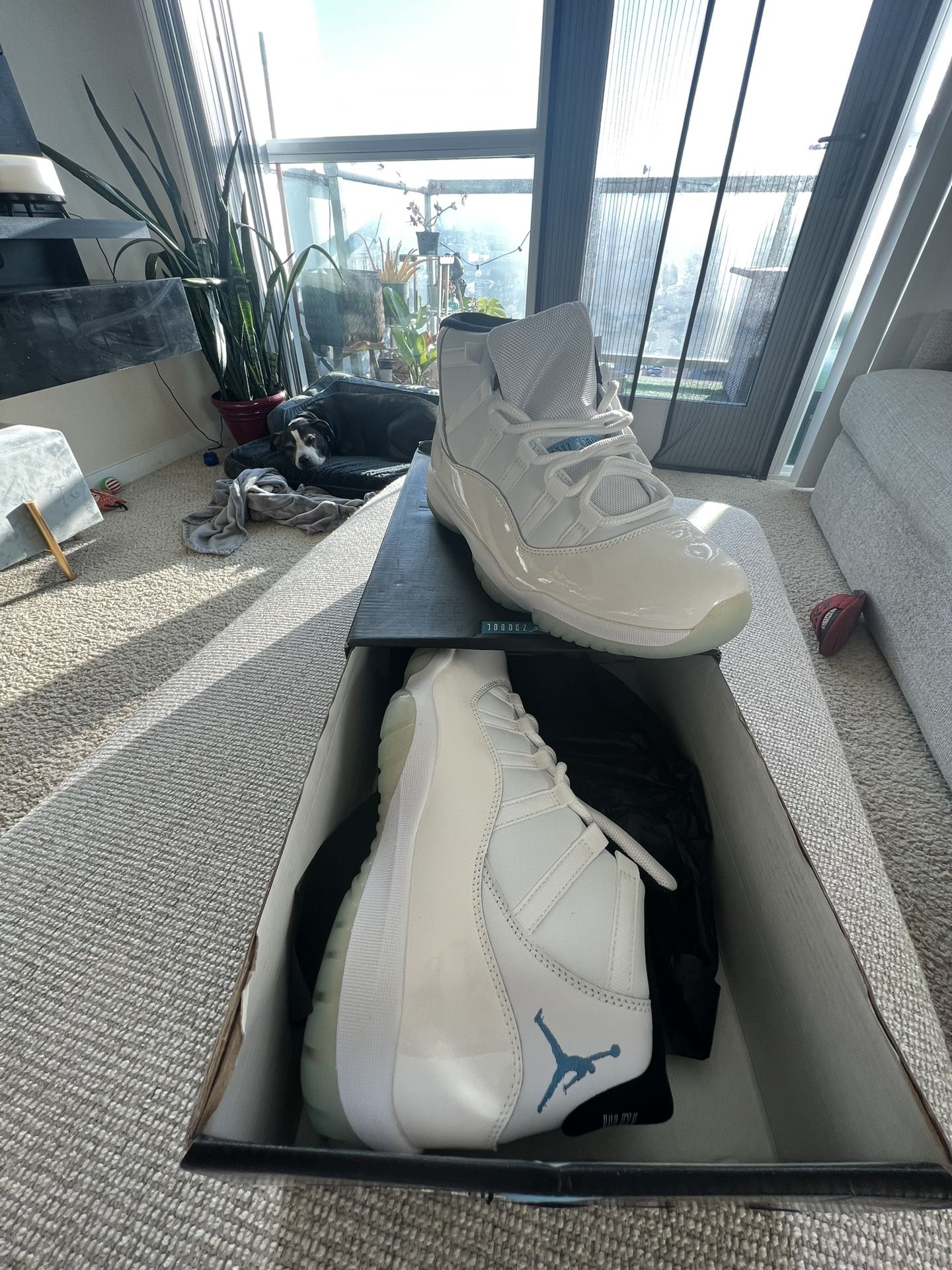 Jordan 11’s Size 12