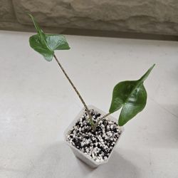 Alocasia Stingray Starter Plants