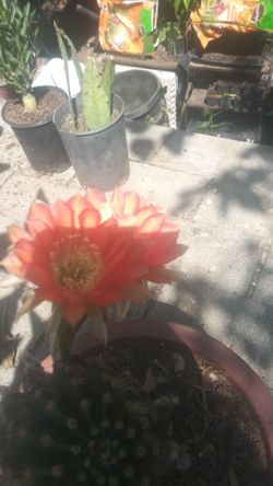 Cactus