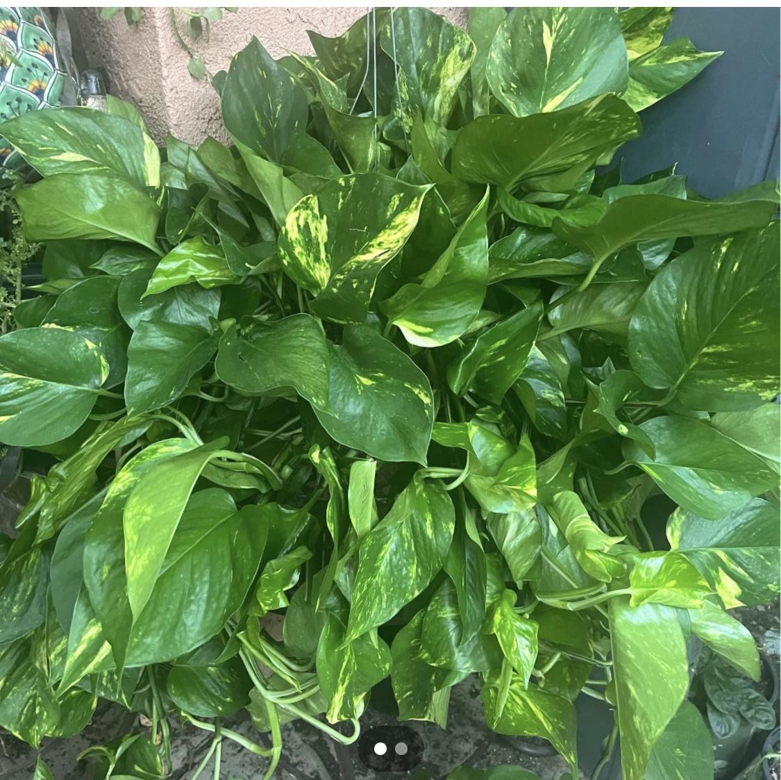 HERMOSAS PLANTAS NATURALES “GOLDEN POTHOS PLANT