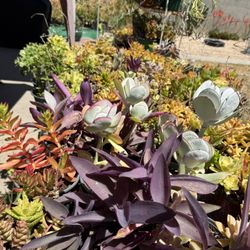 Different Kinds of Succulents 