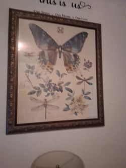 Butterfly Picture