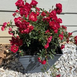 Poted Red Drift Roses
