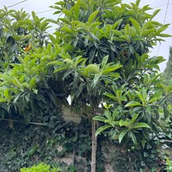 Loquat Tree 12 ft tall
