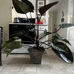 Philodendron Burgundy Congo