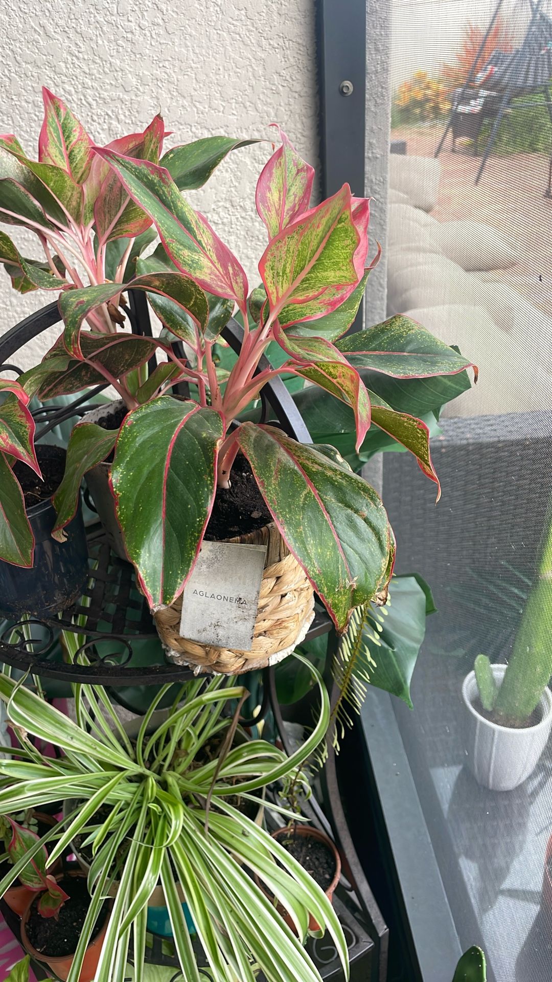 Aglaonema Plant $5
