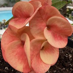 Corona De Cristo, California, Sunrise