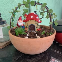 Planta Natural De Sombra