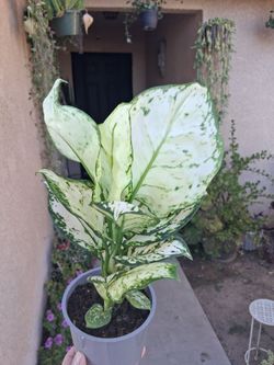 Aglonema SUPER WHITE Plant $25