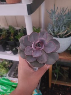 Purple rose Succulent plant