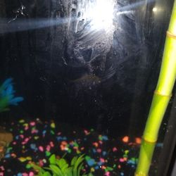 Fishes Including Fish Tank 