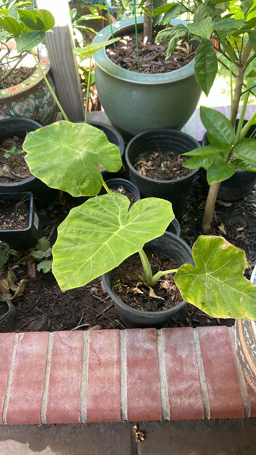 Elephant Ear