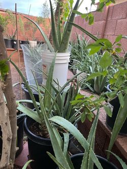 Moss Rose Agave Garden Aloe Vera Plants
