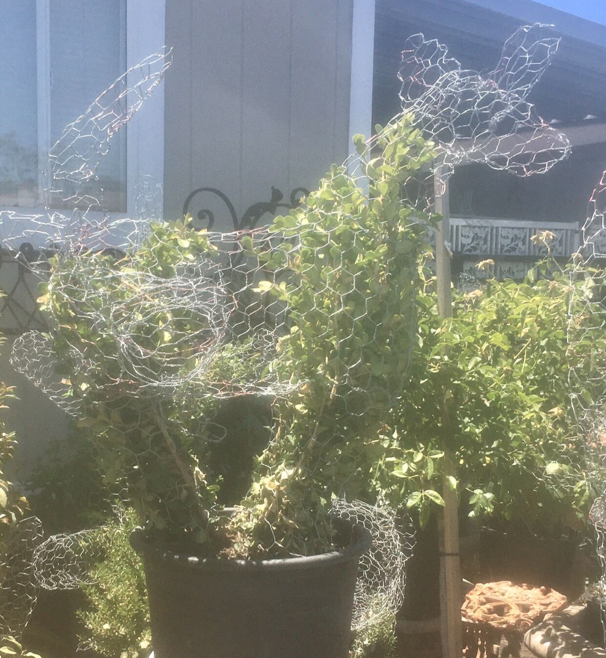 Pee Pee Dog• Bear •Horse• Elephant • Cactus• Beer Drinking Man • Hummingbird •ANY DESIGN TOPIARY /TOPIARIES Plants
