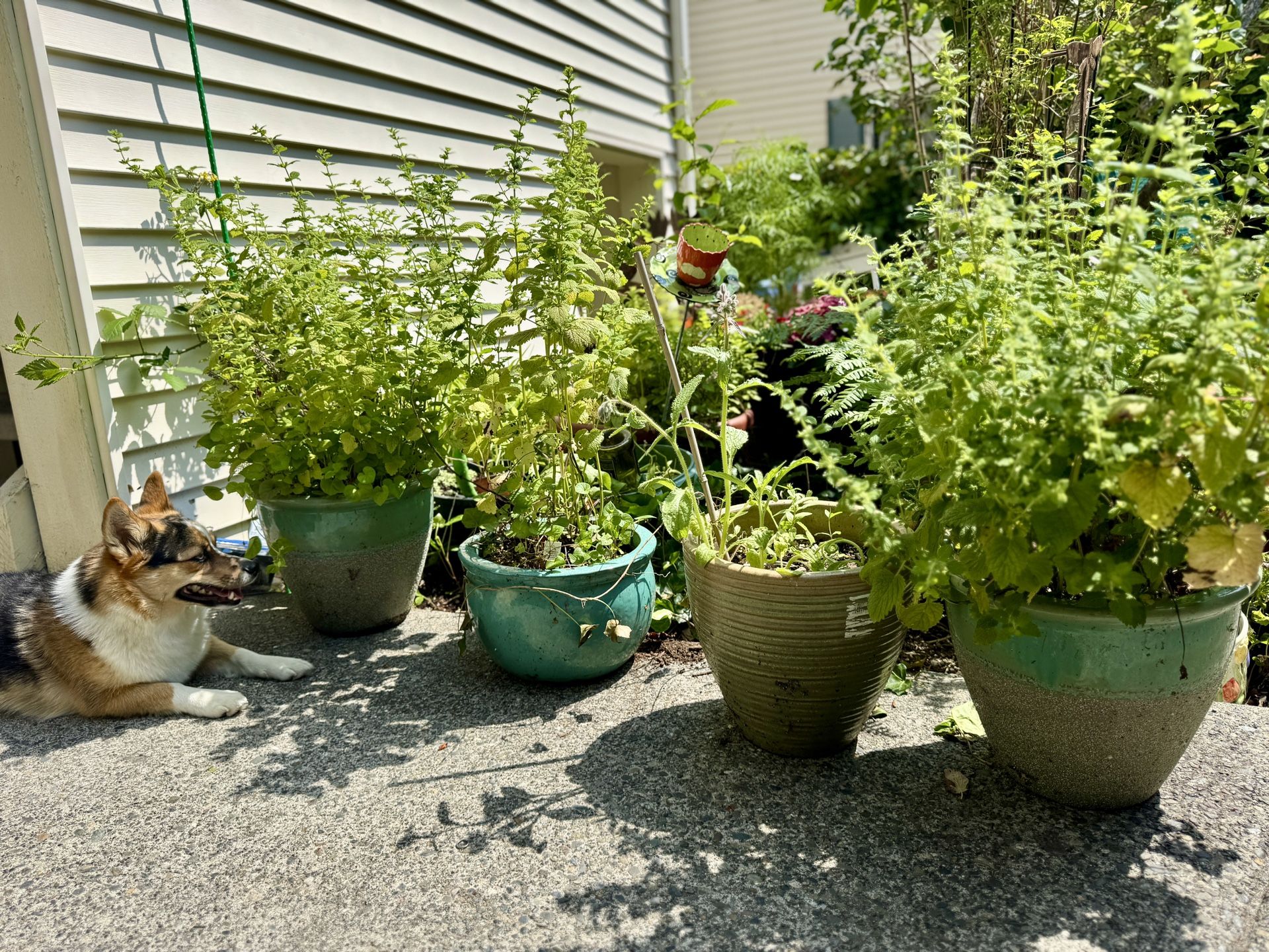 Outdoor Wildflowers in Ceramic Pots
