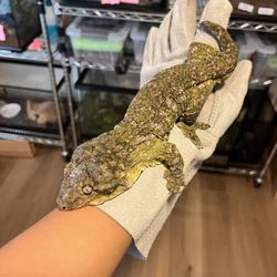 Large Collection Of Reptiles