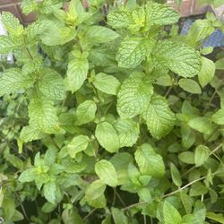 Fresh Mint Plant Or Bunch Mint Or English Basil Plant Or Bunch 