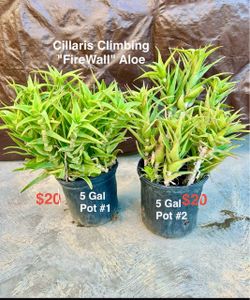 Various Catus Succulents Plants (Read Desc as Price Marked