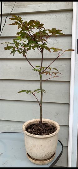 Bonsai, Japan Maple 22 inches