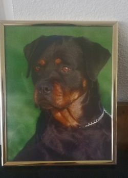 Framed Rottweiler Photo