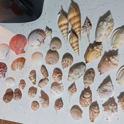 CRAFTERS!  NICE, LARGE GROUP OF SEA SHELLS, $5 OR OR BEST OFFER.
